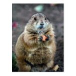 Black-tailed prairie dog, Sonoran Desert Museum, A Postcards
