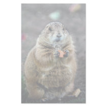 Black-tailed prairie dog, Sonoran Desert Museum, A Stationery Paper