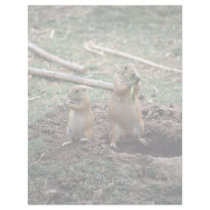 Black-tailed prairie dogs, Sonoran Desert Museum, Letterhead