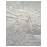 Black-tailed prairie dogs, Sonoran Desert Museum, Letterhead