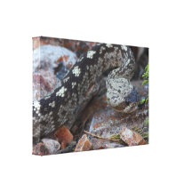 Black-tailed Rattlesnake Canvas Print