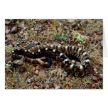 Black-tailed rattlesnake cards