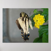 Black & Tan Monarch Butterfly Posters