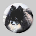 Black & Tan Pomeranian Magnet magnets