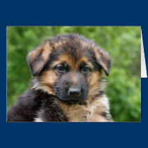 Black & Tan Puppy 2 cards