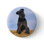 Black Terrier buttons