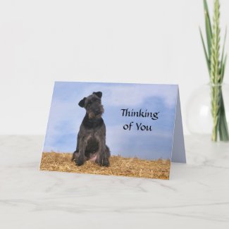 Black Terrier Greetings Cards