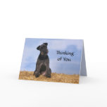 Black Terrier Greetings cards