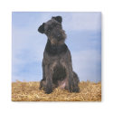 Black Terrier magnets