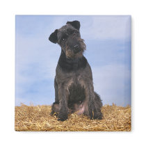 Black Terrier magnets by MuseMagic Black Terrier magnets