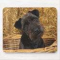 Black Terrier mousepads