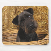 Black Terrier mousepads