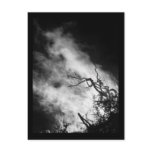 Black Thorn Burning Postcard