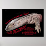 Black Throat Monitor Lizard posters