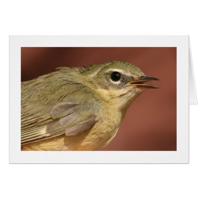 Black-throated Blue Warbler Greeting Cards by alberthartley