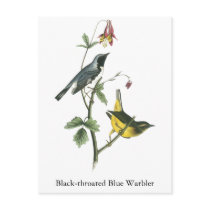 Black-throated Blue Warbler, John Audubon Post Cards