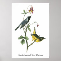 Black-throated Blue Warbler, John Audubon Print