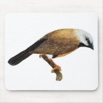 Black-throated Finch (Northern) - Poephila cincta mousepads by LisasLair Black-throated Finch (Northern) - Poephila cincta mousepads