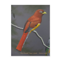 Black-throated Trogon - female postcards