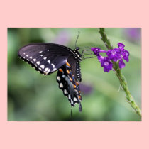 Black Tiger Swallowtail Butterfly on Canvas Print posters