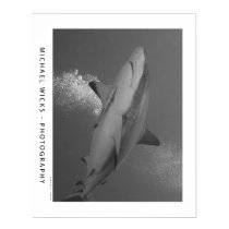 Black Tip Reef Shark posters