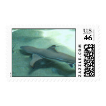 Black Tipped Shark  Postage Stamp