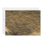 Black tooth, phellodon niger custom invitation