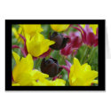 Black Tulip cards by katmouse47 Black Tulip cards