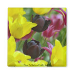 tulips, flowers, floral, black, yellow, pink,