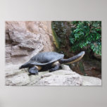 Black Turtle With Long Neck On The Rocks Print