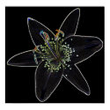 Black-Velvet Lily Poster posters by DJHinVA Black-Velvet Lily Poster posters