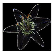 Black-Velvet Lily Poster posters by DJHinVA Black-Velvet Lily Poster posters