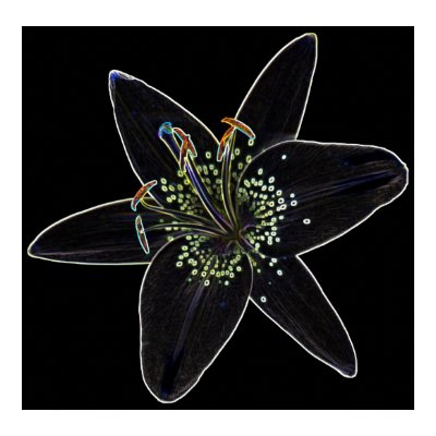 Black-Velvet Lily Poster by DJHinVA