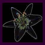 Black-Velvet Lily Poster