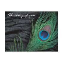 Black Velvet Peacock Feather Still Life Photograph Post Cards