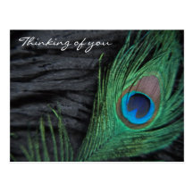 Black Velvet Peacock Feather Still Life Photograph Post Cards