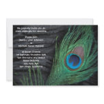 peacock, feather, wedding, black, velvet, bird,