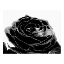 black Velvet posters by dawnmcininch black Velvet posters