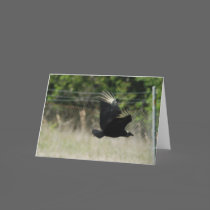 Black Vulture Greeting Card cards