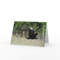 Black Vulture Greeting Card