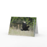 Black Vulture Greeting Card