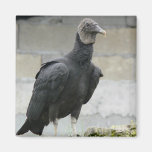 Black Vulture On The Hill Magnets