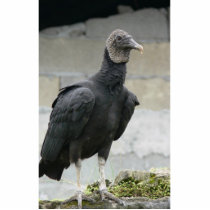 Black Vulture On The Hill Cut Out