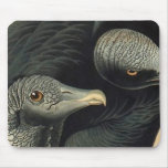 Black Vultures, John James Audubon