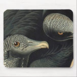 Black Vultures, John James Audubon