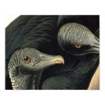 Black Vultures, John James Audubon