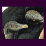 Black Vultures, John James Audubon