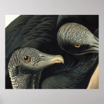 Black Vultures, John James Audubon Print