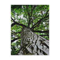 Black Walnut Trunk and Branches Post Card