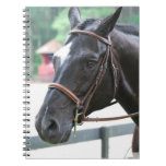 Black Warmblood Notebook